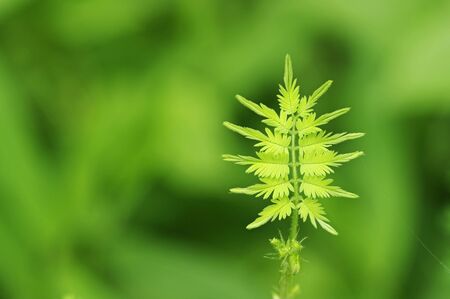 young shoot of the mimosa leaf in the forest