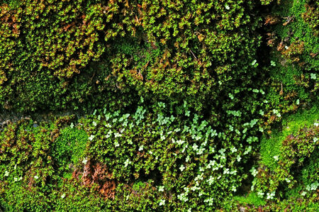 moss mat on the humid stone wall