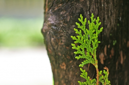 young Junipers shoot on the tree in the gardenの写真素材
