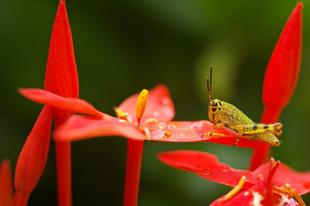 young grasshopper is staying on the ixora flowerの写真素材