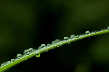 dew droplets on the tropical grass leafの写真素材