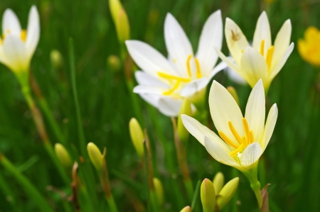 fairy lily flowers in the flower gardenの写真素材