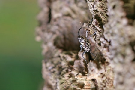 snout beetle is climbing on the tree bark