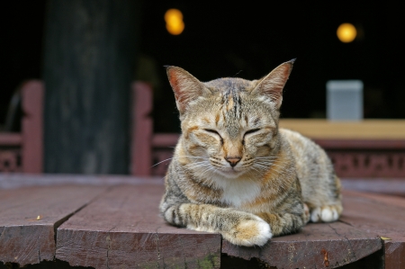 cat is relaxing on the woody tableの写真素材