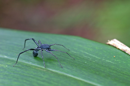 side view of the little spider walking on the grass leafの写真素材