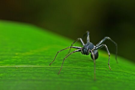 front view of the little spider walking on the grass leafの写真素材
