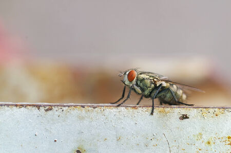 House fly is staying on the metal floor