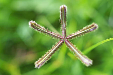 grass flower in the green grasslandの写真素材