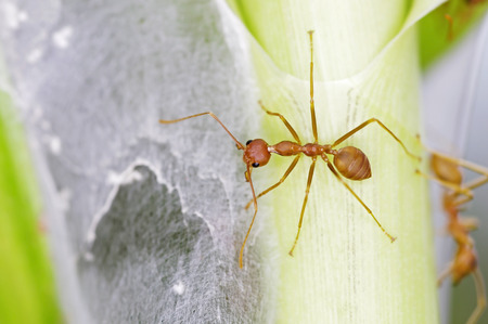 weaver ant is guarding at the entrance of the hiveの写真素材