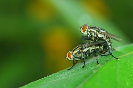 flesh fly are mating on the green leafの写真素材