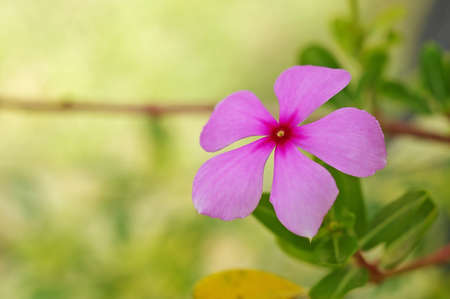 pink flower in the green gardenの写真素材