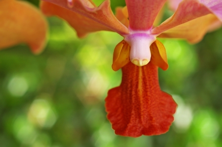 upper view structure of the orchid flower show the column partの写真素材