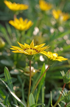 Gazania flower under the sun shineの写真素材