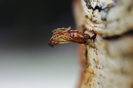 left case of the butterfly hanging on the tree barkの写真素材