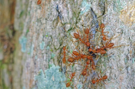 weaver ants are attacking and killing the other ant speciesの写真素材