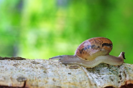 land snail is crawling on tree barkの写真素材