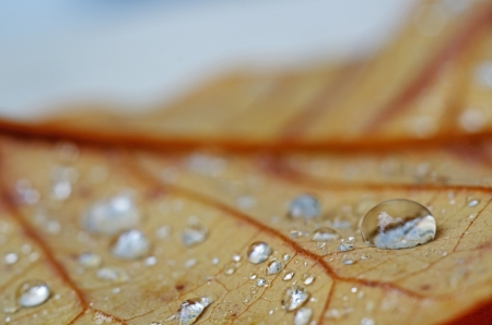 water droplets on the senescence leaf  after rainの写真素材