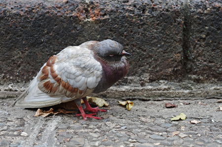 a pigeon is resting on the floorの写真素材