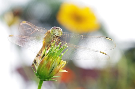 dragonfly is standing on the flower budの写真素材