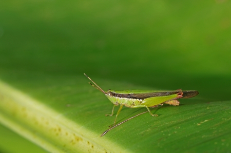 short-horned grasshopper is staying on the banana leafの写真素材