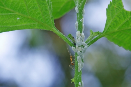 Mealybugs are on the plant shoot