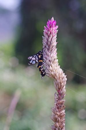 wasp moths are mating on the weed flowers
