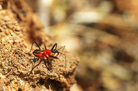 assassin bug is staying on the wood