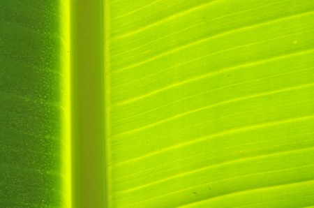 closeup of green banana leafの写真素材