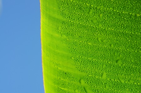 green banana leaf with dew droplets under the blue skyの写真素材