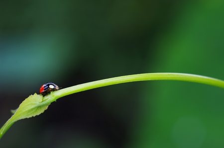 lady bug is staying on the tree shoot