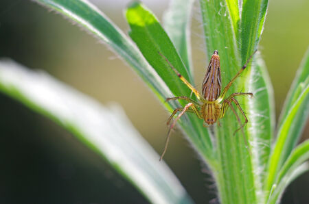 lynx spider is resting on the tree shootの写真素材