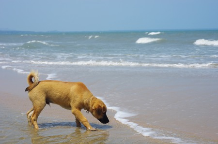 a dog is staying on the beach in Thailandの写真素材