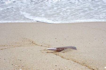 sea shell on the beach near the sea waterの写真素材