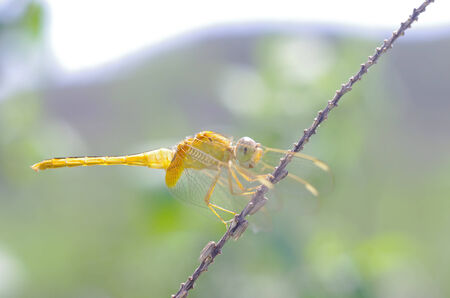 dragonfly is standing on the tree branchの写真素材