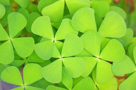 clover leafs in the tropical area in Thailandの写真素材
