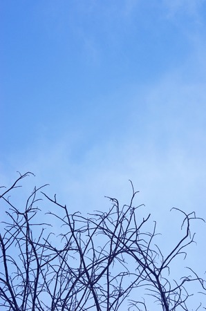 dry branch of tree under the blue skyの写真素材