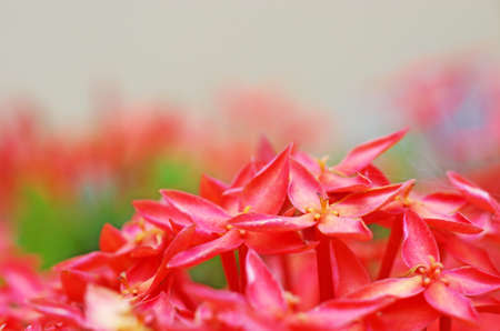 group of ixora flower as a backgroundの写真素材
