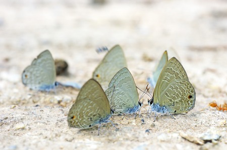 butterflies are drinking liquid with mineral from ground in the rain forestの写真素材