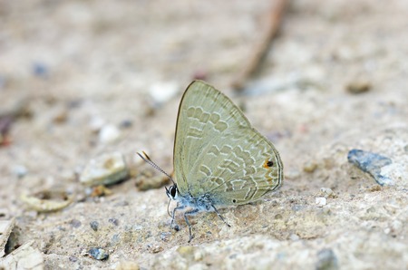butterfly is drinking liquid with mineral from ground in the rain forestの写真素材