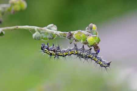 butterfly worm under the plant shootの写真素材