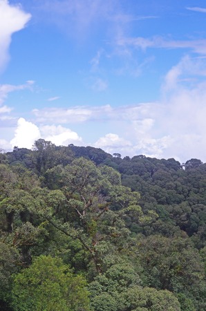 canopy of the tree on the mountain under the blue skyの写真素材