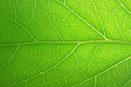 close up to the vein of the green leaf