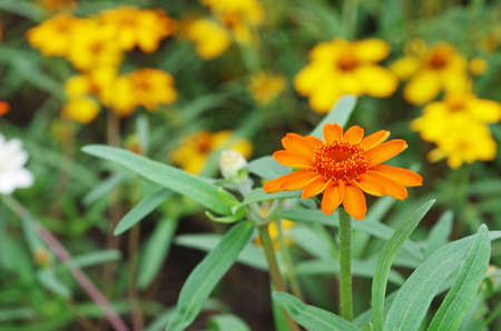 orange daisy flower in the gardenの写真素材