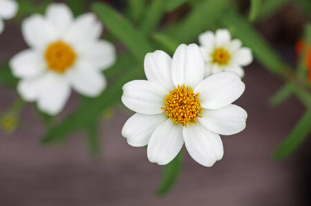upper view of the white daisy flowerの写真素材