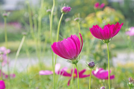 cosmos flowers in the gardenの写真素材