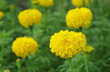 marigold flowers in the gardenの写真素材