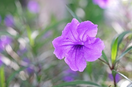 Minnie root flower in the gardenの写真素材
