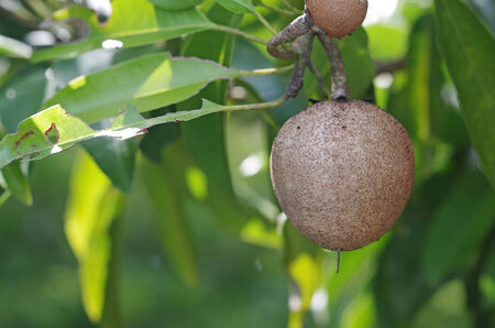Sapodilla young fruit in the green gardenの写真素材