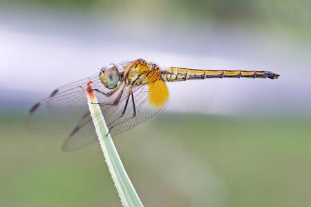 dragonfly is resting on the tip of the plantの写真素材