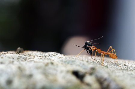weaver ant is carrying the prey on the tree bark